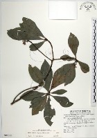 藏品(樹杞)的圖片