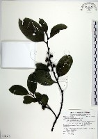 藏品(黃心柿)的圖片