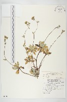 藏品(細葉假黃鵪菜)的圖片