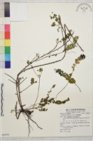 藏品(小葉黃鱔藤)的圖片