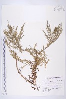 藏品(牡蒿)的圖片