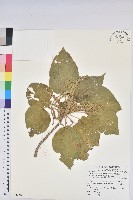 藏品(紅頭鐵莧、蘭嶼鐵莧)的圖片