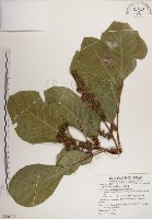 藏品(大葉樹蘭)的圖片