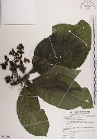 藏品(紅頭咬人狗)的圖片