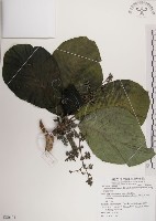 藏品(紅頭咬人狗)的圖片