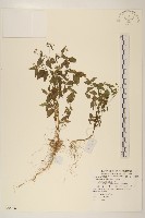 藏品(小米菊)的圖片