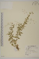 藏品(疏花繁縷)的圖片