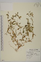 藏品(狗筋蔓)的圖片