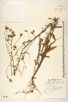 藏品(玉山毛蓮菜)的圖片