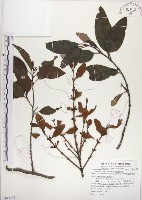 藏品(高氏桑寄生)的圖片