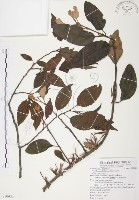 藏品(杜鵑桑寄生)的圖片