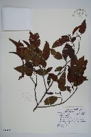 藏品(臺灣赤楊、臺灣榿木)的圖片