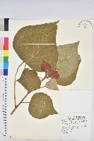 藏品(野桐)的圖片