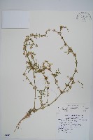 藏品(蓮子草)的圖片