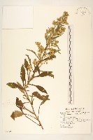 藏品(定經草)的圖片