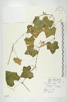 藏品(紅瓜)的圖片