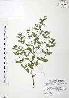 藏品(克非亞草)的圖片