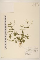 藏品(粗毛小米菊)的圖片