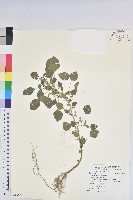 藏品(印度鐵莧)的圖片