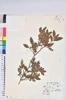 藏品(紅毛杜鵑)的圖片