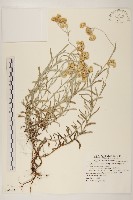 藏品(絲綿草)的圖片