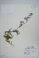 藏品(玉山沙參)的圖片