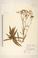 藏品(黃菀)的圖片