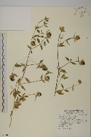 藏品(狗筋蔓)的圖片