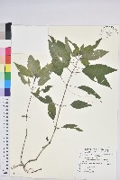 藏品(山靛)的圖片