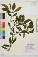 藏品(塔山鼠李)的圖片