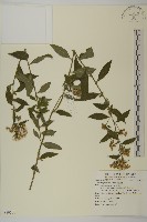 藏品(山白蘭)的圖片