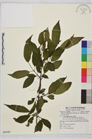 藏品(塔山鼠李)的圖片