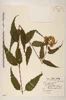 藏品(塔山澤蘭)的圖片