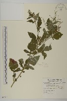 藏品(茯苓菜)的圖片