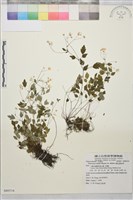 藏品(傅氏唐松草)的圖片