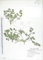 藏品(臺灣黃菫)的圖片