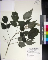 藏品(台灣牡丹藤、台灣草牡丹)的圖片