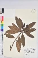 藏品(玉山杜鵑)的圖片