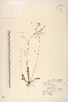 藏品(刀傷草)的圖片