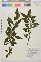 藏品(塔山鼠李)的圖片