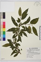 藏品(塔山鼠李)的圖片