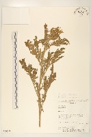 藏品(銀膠菊)的圖片