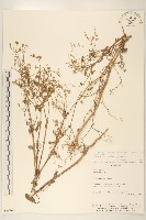 藏品(銀膠菊)的圖片