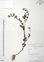 藏品(克非亞草)的圖片