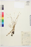 藏品(烏足毛茛)的圖片