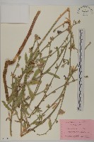 藏品(菊苣)的圖片