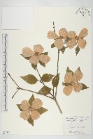 藏品(大花四照花)的圖片