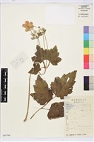 藏品(大火草)的圖片