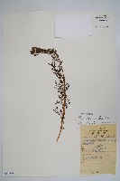 藏品(角蒿)的圖片