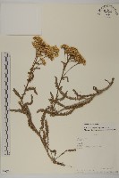 藏品(洋蓍草、千葉蓍)的圖片